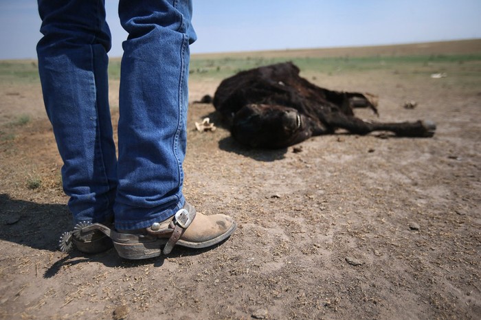 Một con bò chết trên đồng cỏ khô gần Eads, bang Colorado ( 22/8/2012). Nhiều gia súc trong vùng đã bị nhiễm trùng đường hô hấp do nhiệt độ nóng kéo dài trong suốt mùa hè.