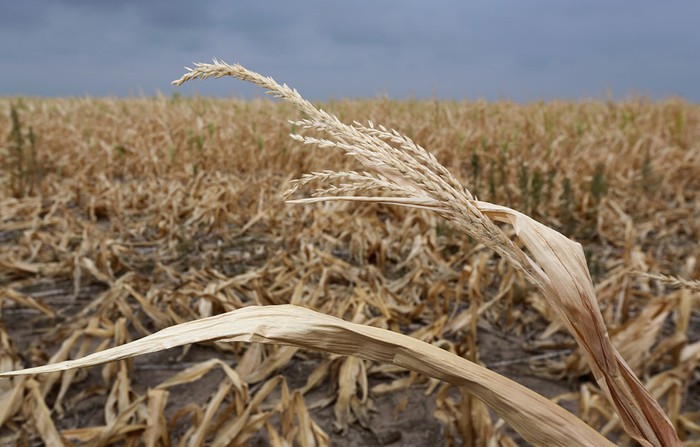 Những cây ngô khô héo trên cánh đồng Colby, bang Kansas (24/8/2012). Mặc dù nhiệt độ trung bình ở Kansas gần đây đã giảm và có mưa giông rải rác song vẫn còn trong đợt hạn hán nghiêm trọng.