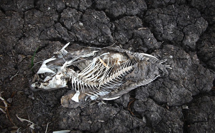 Một con cá chép chết khô trong vùng hồ khô cạn tại Great Bend, Kansas ( 7/8/2012).