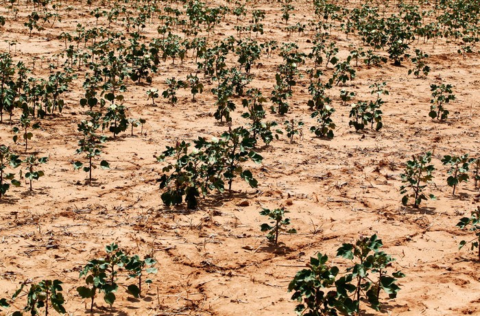 Cánh đồng bông khô hạn gần Pocasset, bang Oklahoma ( 22/8/2012). 90% bang Okalahoma phải chịu cảnh hạn hán nghiêm trọng.