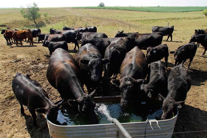 Sau nhiều tháng hạn hán, các ao hồ ở bang Illinois, Mỹ gần như khô cạn và đàn bò này phải sử dụng nước đi mua (3/8/2012).