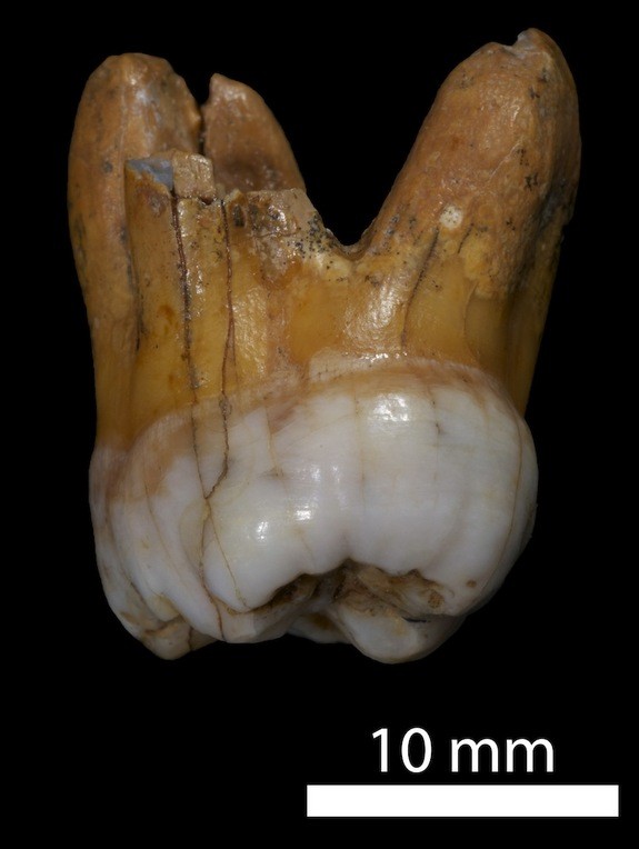 Chiếc răng hàm được tìm thấy tại hang Denisova.