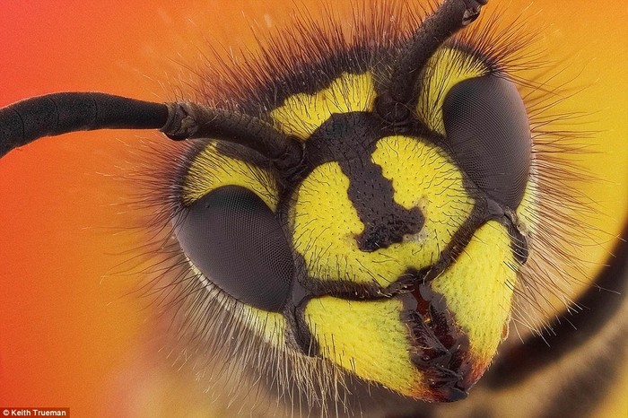 Ong vò vẽ Vespula vulgaris