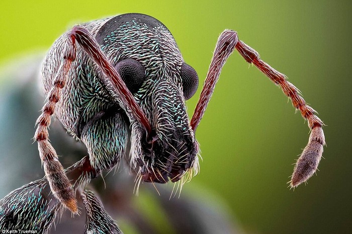 Loài rệp Vine Weevil chuyên phá hoại mùa màng