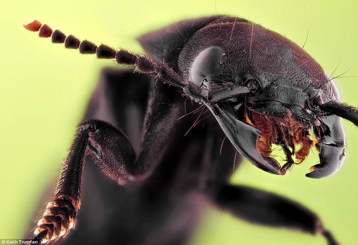 Bọ cánh cứng Rove Beetle là loài bọ nhiều tuổi nhất. Nó tồn tại trên trái đất ít nhất 200 triệu năm