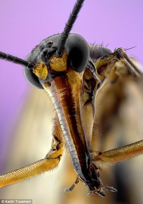 Ruồi bọ cạp Scorpion Fly thưc chất là thuộc loài bọ chét