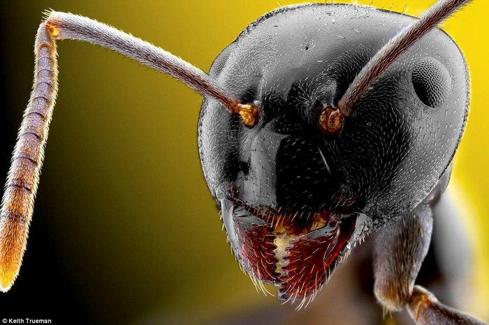 Một con kiến có kích thước dài 3mm