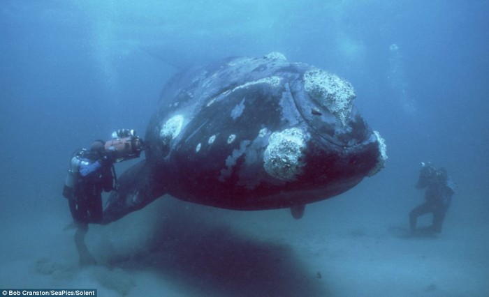Loài cá voi quý hiếm tại biển Patagonia, Argentina, Đại Tây Dương