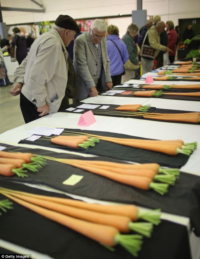 Những củ cà rốt trong cuộc thi