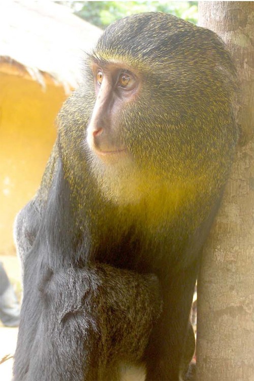 Loài khỉ mới phát hiện có màu sắc sặc sỡ này được tìm thấy tại khu rừng nhiệt đới thuộc Cộng hòa Dân chủ Congo.