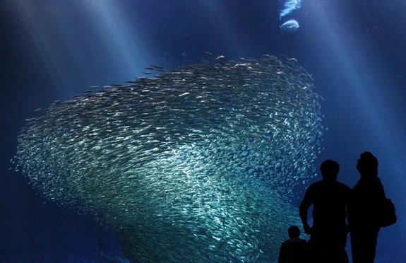 Đàn cá mòi đang lẩn trốn kẻ thù trong triển lãm “Open Sea” tại công viên hồ nuôi cá Hovden Cannery, California thu hút hàng nghìn ánh mắt tò mò của người xem.
