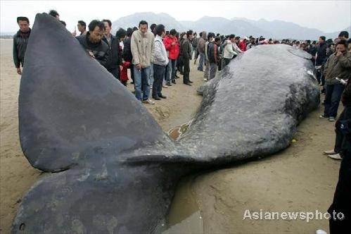Năm 2008, người dân vùng biển tỉnh Phúc Kiến, Trung Quốc từng phát hiện một con cá nhà táng chết trên bờ biển với chiều dài 16m, nặng 20 tấn.