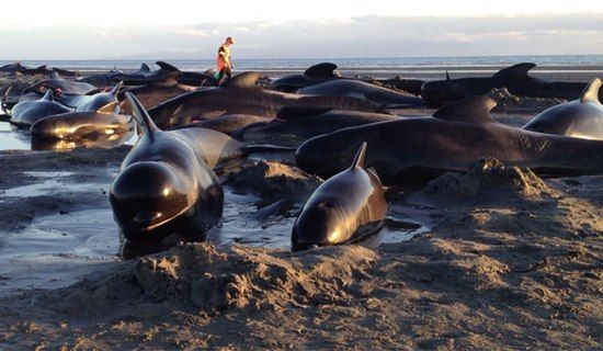 Mới đây, đầu năm 2012, 90 chú cá voi sát thủ đã bị mắc cạn trên bờ biển New Zealand. Cảnh tượng cá voi nằm la liệt trên bãi cát khiến không ít người phải sửng sốt.