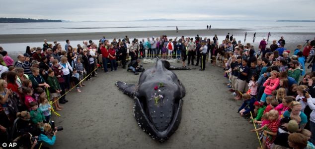 Một tang lễ đã được tổ chức cho một chú cá voi lưng gù đã chết sau khi bị trôi dạt vào bờ biển ở Canada. Người dân đã tụ tập trên bãi biển White Rock ở tỉnh British Columbia để tỏ lòng thương tiếc của họ với loài động vật này.