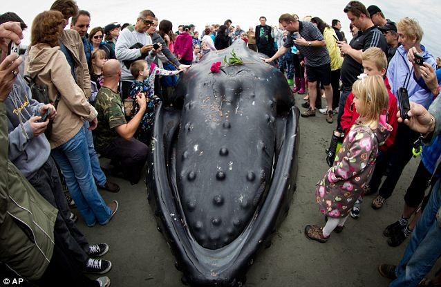 Người dân đặt hoa lên thân chú cá voi sau khi cơ quan chức năng gỡ lưới ra khỏi cơ thể nó.