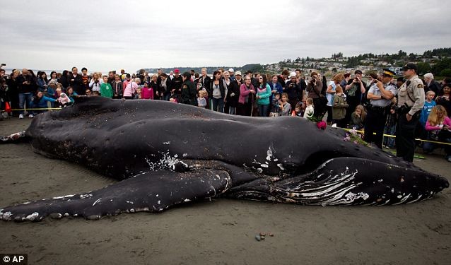 Các quan chức cho biết việc chú cá voi bị mắc lưới chỉ là một sự cố không may.