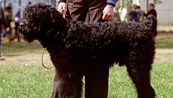 Giống chó Terrier màu đen của Nga.