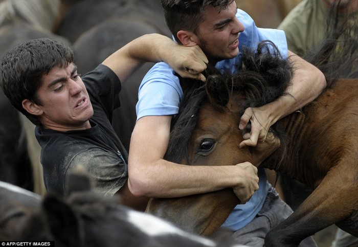 Người dân phải lấy hết sức lực và cả lòng can đảm để đấu với những con ngựa.