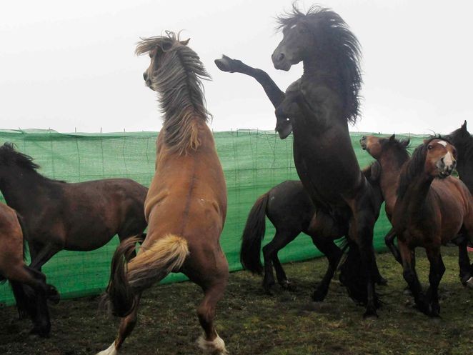 Vào ngày cuối cùng, những con ngựa được đưa về những ngọn núi và được sống tự do.
