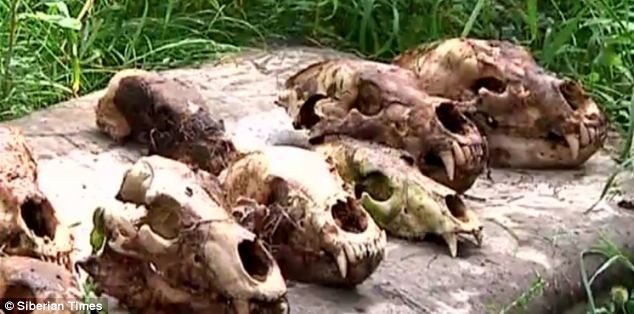 Những hộp sọ gấu được phát hiện gần khu ngoại ô của thủ đô Ulan-Ude, Buryatia.
