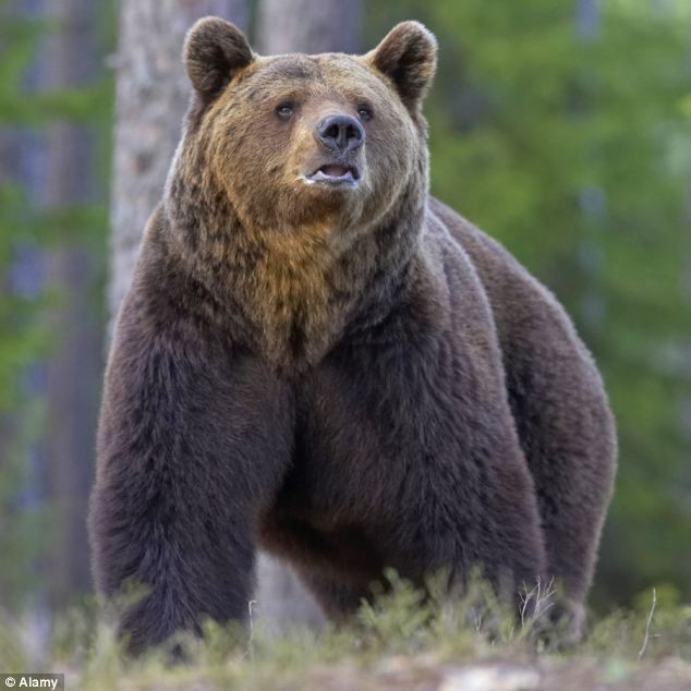 Nga có số lượng gấu nâu lớn nhất thế giới.