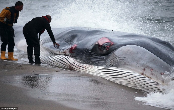 Chú cá voi vây bị thương nặng dạt vào bờ biển ở vịnh Carolyn.