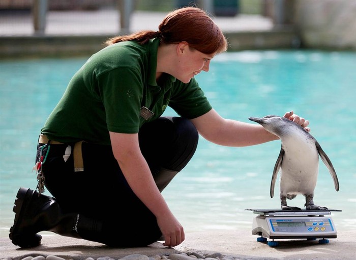 Một người trông nom vườn thú đang xoa đầu một chú chim cánh cụt trong lúc kiểm tra trọng lượng định kỳ ở vườn thú London,
