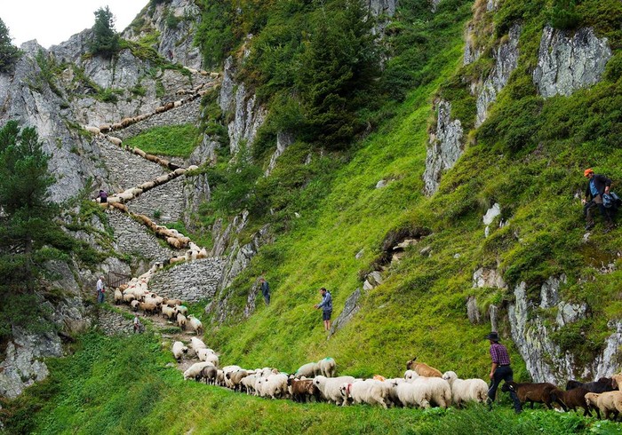 Đàn cừu đi theo vách đá tại làng Belalp, Thụy Sĩ.