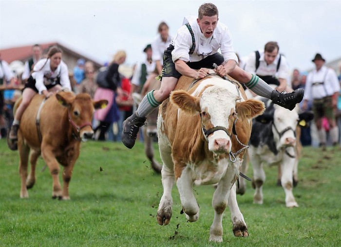 Giải vô địch đua bò lần thứ năm tại Muensing, Đức. Cuộc thi này được diễn ra 4 năm một lần và các thí sinh phải cưỡi bò qua cánh đồng.