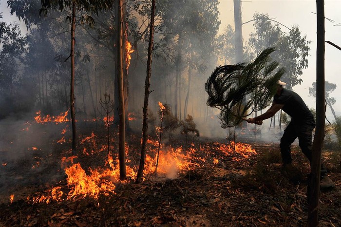 Một người đàn ông đang cố gắng dập tắt ngọn lửa trong đám cháy rừng gần thành phố Mangualde, Bồ Đào Nha. Khoảng 70 trận cháy rừng đã xảy ra ở nhiều nơi khắp đất nước này.