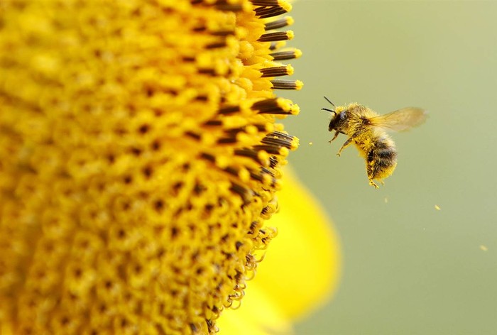Ong lấy phấn hoa từ cây hướng dương tại Neufeld, Đức.