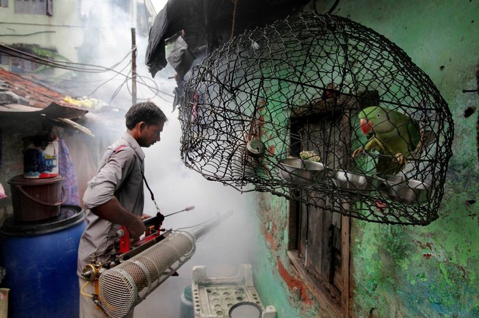 Một nhân viên y tế xịt thuốc diệt muỗi ở Calcutta, Ấn Độ, nơi các quan chức đang lo ngại sẽ bùng phát dịch sốt xuất huyết.