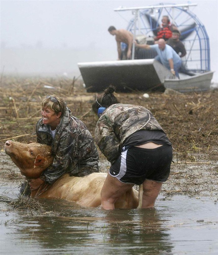 Sherry Henson và Charmin Cosse cố gắng cứu một con bò trên quốc lộ 23 khi nó gặp nạn trong trận lũ do cơn bão Isaac ở Plaquemines Parish, bang Louisiana (Mỹ) gây ra.