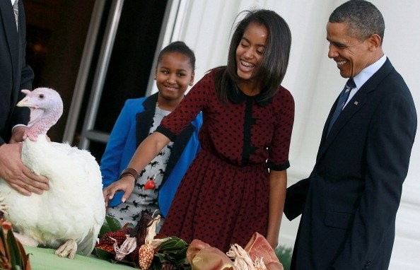 Hai cô con gái của ông Obama tỏ ra thích thú với chú gà tây.