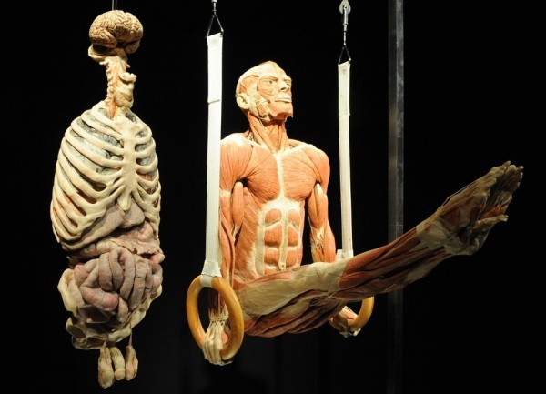 Tất cả các mẫu vật trưng bày là thi thể của con người, bị xẻ ra từ giữa hoặc đã bị bóc hết da, lộ những bắp thịt cuồn cuộn hoặc đang chơi thể thao.