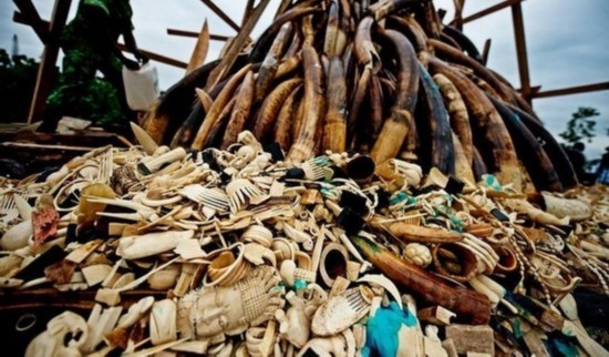 Ngà voi và những sản phẩm chế từ ngà voi bị tịch thu.
