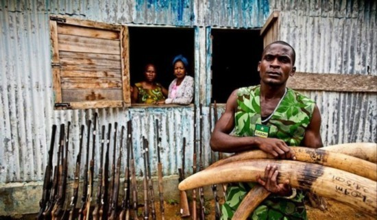 Lưu vực Congo với diện tích khoảng 3,7 triệu km2 trải khắp 6 nước: Cameroon, Cộng hòa Trung Phi, Cộng hòa Congo, Cộng hòa Dân chủ Congo, Guinea Xích đạo và Gabon. Đây là khu vực có nạn săn bắn voi đang hoành hành với quy mô lớn.