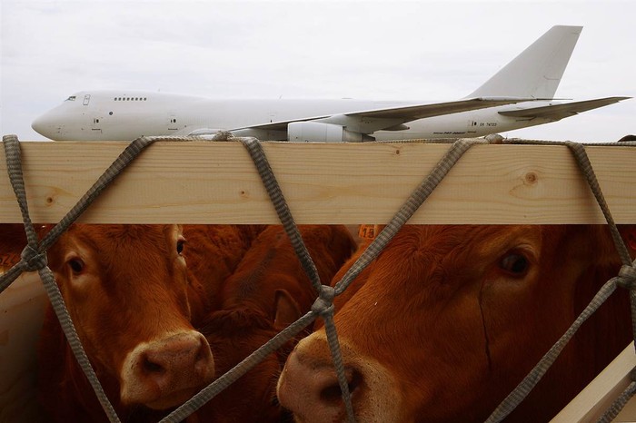 Hai con bò giống Limousin sắp được đưa lên một chiếc máy bay để tời Mông Cổ cùng với 174 con bò khác tại sân bay Marcel Dassault ở Deols, Pháp.
