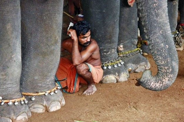 Một người đàn ông ngồi giữa những chân voi to khỏe. Những con voi này sẽ tham gia vào lễ hội hàng năm Onam.