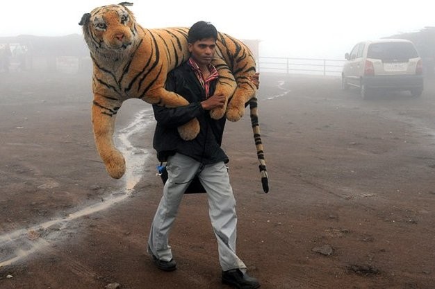Một nhiếp ảnh gia mang theo một con hổ giả.