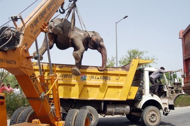 Trên đường cao tốc ở New Delhi, chiếc cần cẩu đang nhấc xác chết của một con voi bị một chiếc xe tải đâm. Tai nạn giao thông này đã làm tắc nghẽn giao thông một lúc lâu.