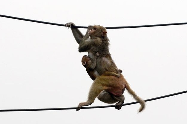 Một con khỉ mẹ đưa khỉ con đi thăng bằng trên dây. New Delhi cũng là nơi sinh sống của nhiều con khỉ nhưng người dân ở đây không săn bắt, bởi rất nhiều người dân tin rằng chúng là những con vật linh thiêng.