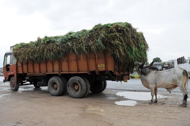 Trên đường cao tốc Ahmedabad, một con bò đang tranh thủ ăn cỏ từ chiếc xe tải chở cỏ tươi. Tại Ấn Độ đang có những lo ngại về tình trạng hạn hán nặng nề làm ảnh hưởng đến nông nghiệp.