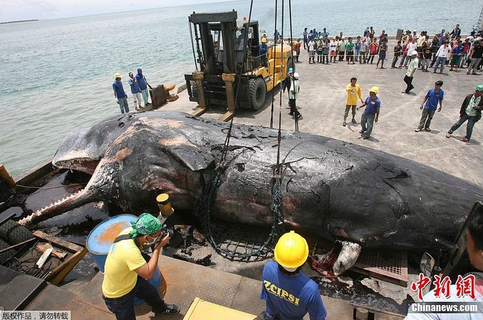 Xác cá voi đã được đưa lên chiếc xe tải 18 bánh để đưa đến trung tâm của Cục Tài nguyên thủy sản và ngư nghiệp Philippines (BFAR). Các quan chức BFAR vẫn chưa quyết định có nên chôn xác cá voi hay để nó xuống đại dương.