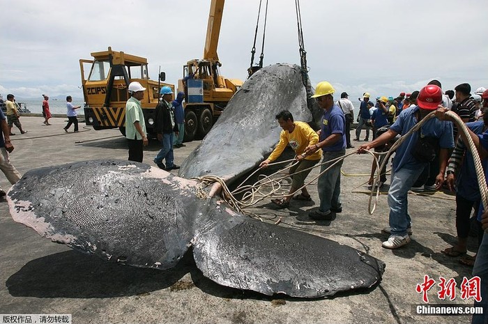 Một chiếc cần cẩu đã được sử dụng để đưa xác cá voi ra khỏi nước biển. Ước tính, trọng lượng của cá voi là khoảng 30 tấn.