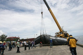 Delos Reyes cũng cho hay, đây là một trong những con cá voi bị chết lớn nhất được tìm thấy trong khu vực theo hồ sơ của BFAR.