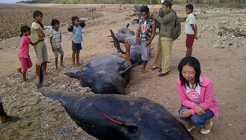 44 con cá voi hoa tiêu đã mắc cạn ở Indonesia.