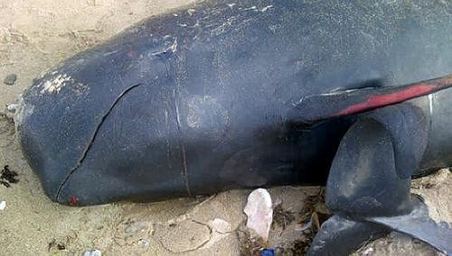 Khoảng 11 con cá voi đã bị mổ thịt làm thức ăn.
