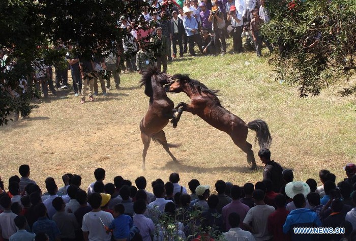 Những trận đấu ngựa đã trở thành một phần không thể thiếu trong sinh hoạt hội hè truyền thống ở nơi này.