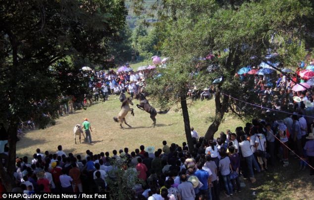 Trận đấu ngựa thu hút rất nhiều người dân và khách du lịch tham dự
